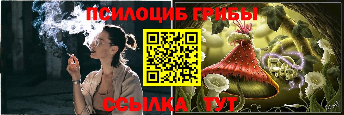 Псилоцибиновые грибы Psilocybine cubensis  Пятигорск 